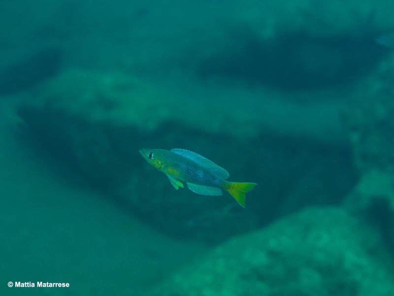 Cyprichromis sp. 'dwarf jumbo' Cape Bangwe